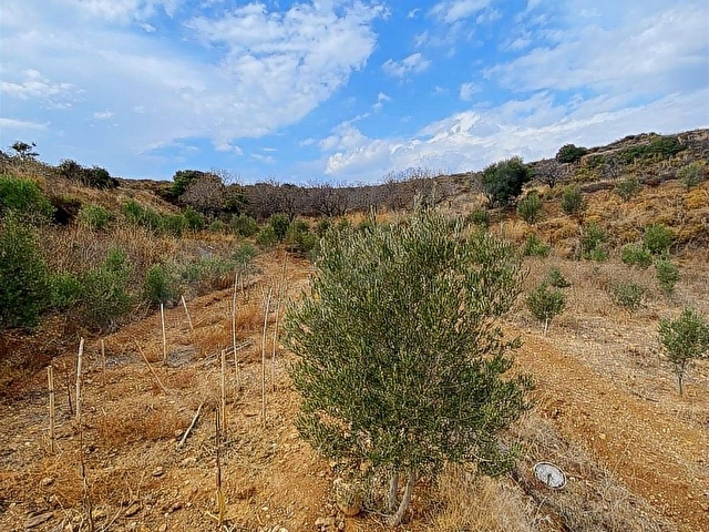 REŞADİYE MAHALLESİNDE BAKIMLI ÇİFTLİK ARAZİSİ VE ÇİFTLİK EVİ - Görsel 17