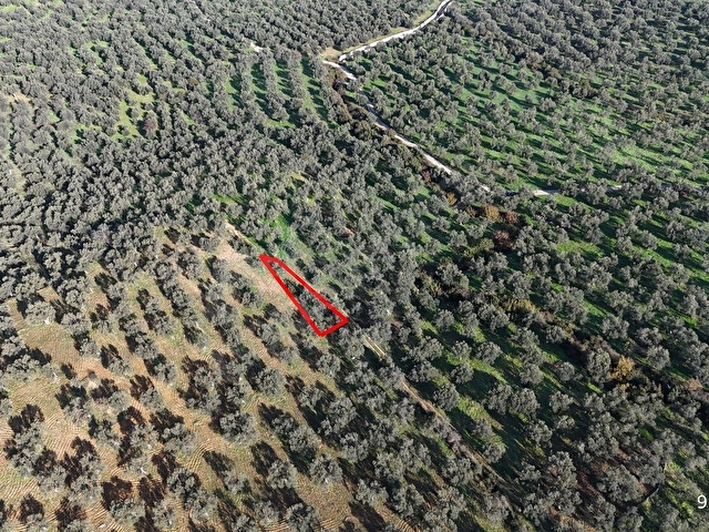 BAŞAK EMLAKTAN 101 m2 YOL CEPHELİ ZEYTİNLİK SAHİLE 1.5 KM - Görsel 3