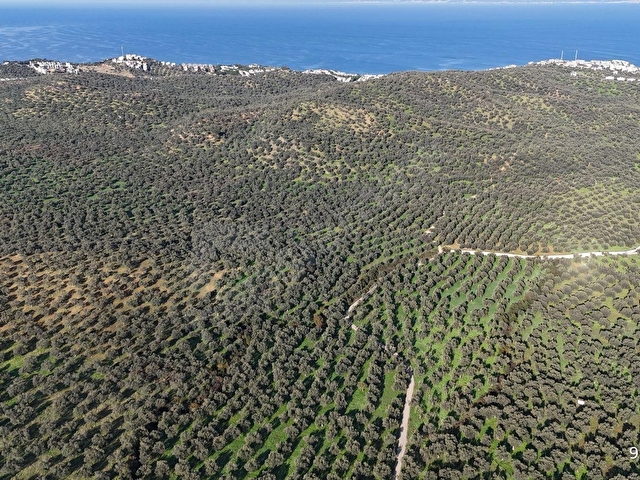 BAŞAK EMLAKTAN 101 m2 YOL CEPHELİ ZEYTİNLİK SAHİLE 1.5 KM - Görsel 8