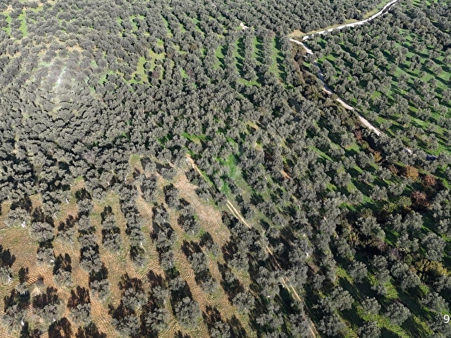 BAŞAK EMLAKTAN 101 m2 YOL CEPHELİ ZEYTİNLİK SAHİLE 1.5 KM - Görsel 13
