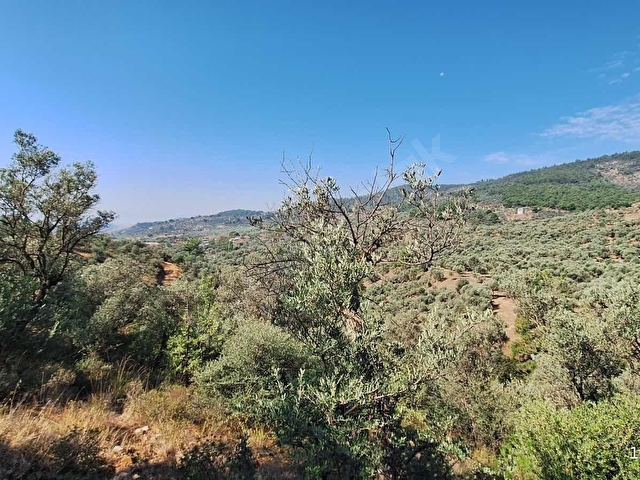 Karakoç EMLAKtan BAYINDIR Kızılcaovada 2.600 m2 ZEYTİNLİK - Görsel 15