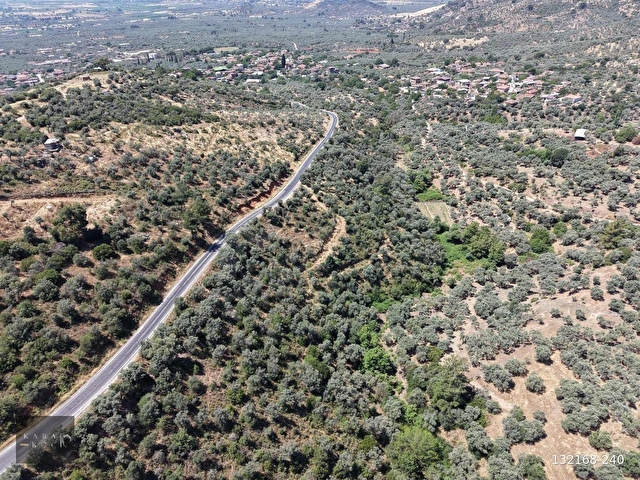 Karakoç EMLAKtan BAYINDIR Kızılcaovada 2.600 m2 ZEYTİNLİK - Görsel 8