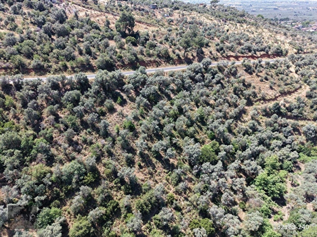 Karakoç EMLAKtan BAYINDIR Kızılcaovada 2.600 m2 ZEYTİNLİK - Görsel 4