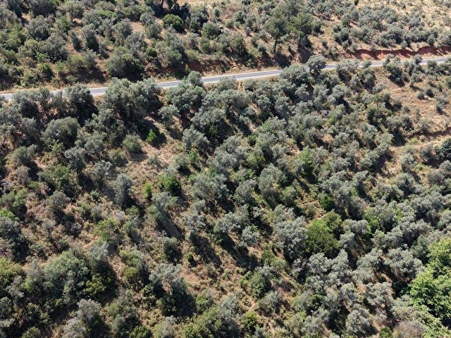 Karakoç EMLAKtan BAYINDIR Kızılcaovada 2.600 m2 ZEYTİNLİK - Görsel 6