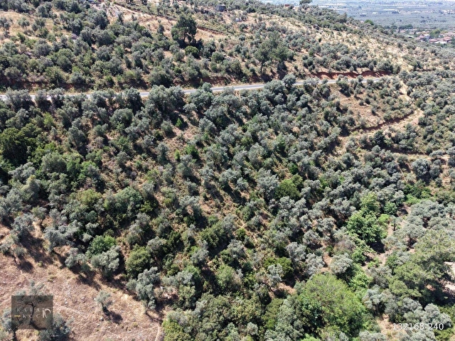 Karakoç EMLAKtan BAYINDIR Kızılcaovada 2.600 m2 ZEYTİNLİK - Görsel 3