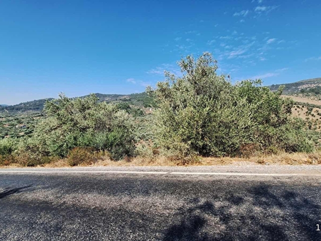 Karakoç EMLAKtan BAYINDIR Kızılcaovada 2.600 m2 ZEYTİNLİK - Görsel 14