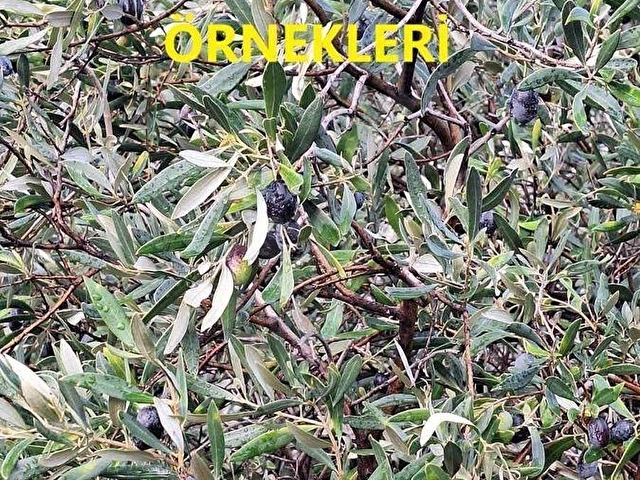 Karakoç EMLAKtan BAYINDIR Kızılcaovada 2.600 m2 ZEYTİNLİK - Görsel 18