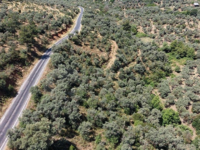 Karakoç EMLAKtan BAYINDIR Kızılcaovada 2.600 m2 ZEYTİNLİK - Görsel 17