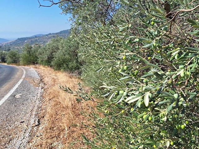 Karakoç EMLAKtan BAYINDIR Kızılcaovada 2.600 m2 ZEYTİNLİK - Görsel 12