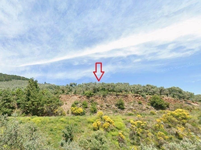 Acele Satılık Bayındır Kızıloba Köye Yakın 415m2 Satılık Zeytinlik - Görsel 2