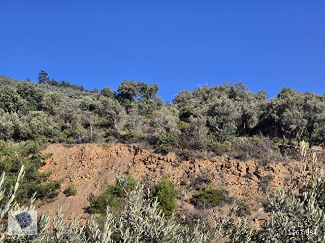 Acele Satılık Bayındır Kızıloba Köye Yakın 415m2 Satılık Zeytinlik - Görsel 8