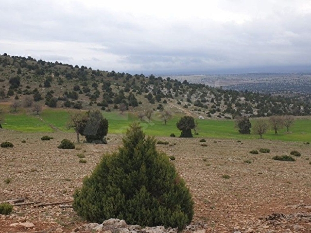 SAHİBİNDEN KOMİSYONSUZ KARADİĞİNDE SATILIK 7800m² TARLA - Görsel 6