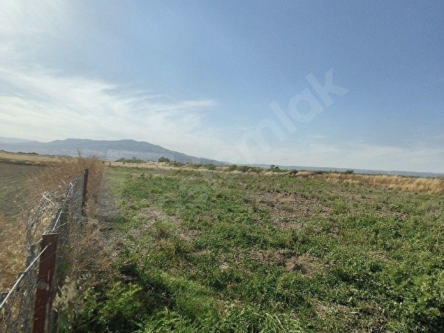 Sarayköy de Satılık Zeytin Bahçesi - Görsel 7