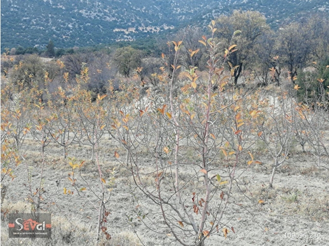 ELMALI YILIMAZLI GORTANDA KADASTRAL YOLA SIFIR, 600 ADET AĞAÇLI 7800 m² 2 ADET TARLA SATILIKTIR - Görsel 13