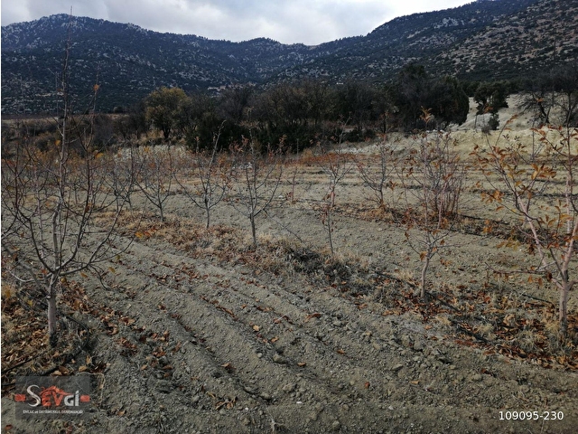 ELMALI YILIMAZLI GORTANDA KADASTRAL YOLA SIFIR, 600 ADET AĞAÇLI 7800 m² 2 ADET TARLA SATILIKTIR