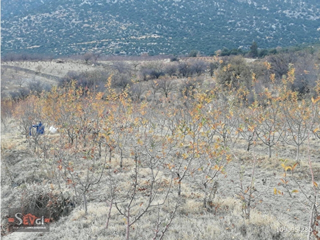 ELMALI YILIMAZLI GORTANDA KADASTRAL YOLA SIFIR, 600 ADET AĞAÇLI 7800 m² 2 ADET TARLA SATILIKTIR - Görsel 11