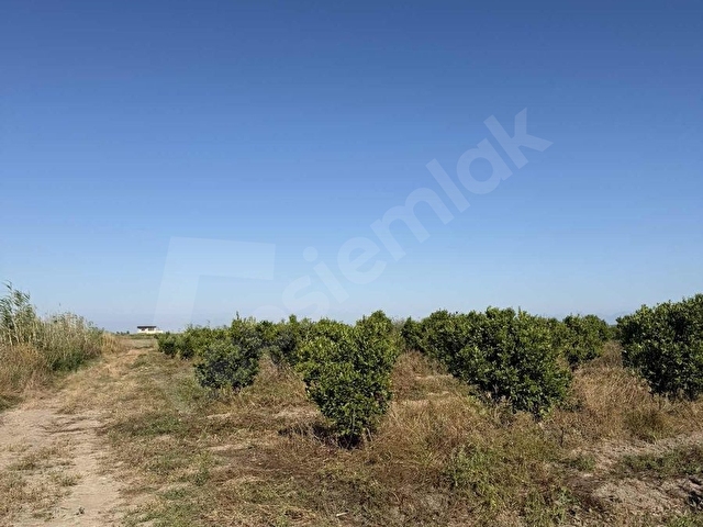 ADANA KARATAŞ 42 DÖNÜM ANA YOLA CEPHELİ NARENCİYE BAHÇESİ - Görsel 16