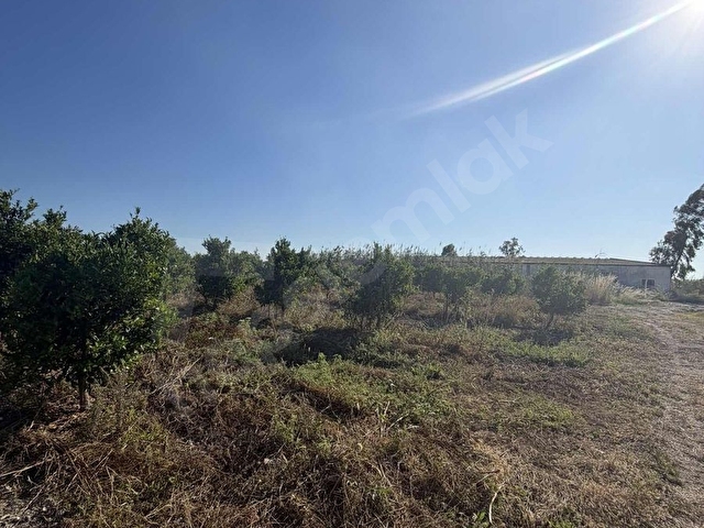 ADANA KARATAŞ 42 DÖNÜM ANA YOLA CEPHELİ NARENCİYE BAHÇESİ - Görsel 7
