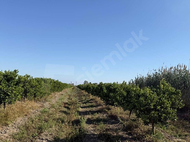 ADANA KARATAŞ 42 DÖNÜM ANA YOLA CEPHELİ NARENCİYE BAHÇESİ - Görsel 15