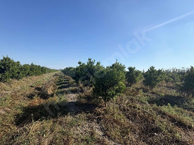 ADANA KARATAŞ 42 DÖNÜM ANA YOLA CEPHELİ NARENCİYE BAHÇESİ - Görsel 6