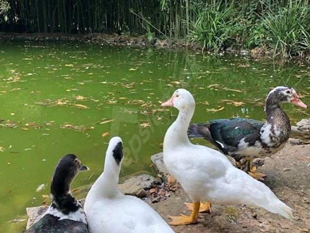 Günlük Kiralık 1 Odalı Daire - Yalova Termal Gökçedere Mahallesi - 3 Kişi Kapasiteli - Görsel 4