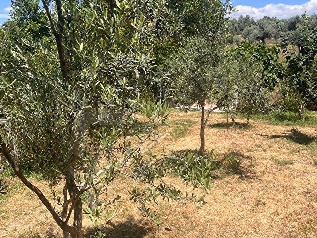 Sahibinden Satılık Müstakil Tapulu Bahçe - Görsel 29