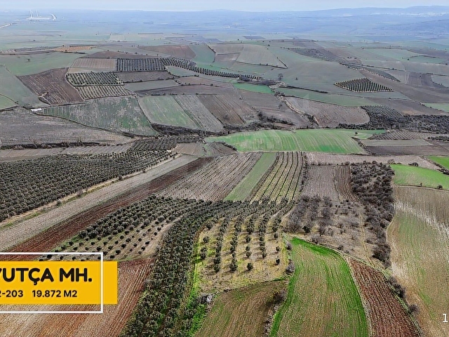ZEYBEK EMLAKTAN HAVUTÇA DA 19.872 METREKARE ZEYTİNLİK SATILIKTIR