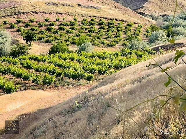 NEVŞEHİR AVANOS GÖYNÜKTE 11,729M²SATILIK BAKIMLI EVLİ BAĞ - Görsel 11
