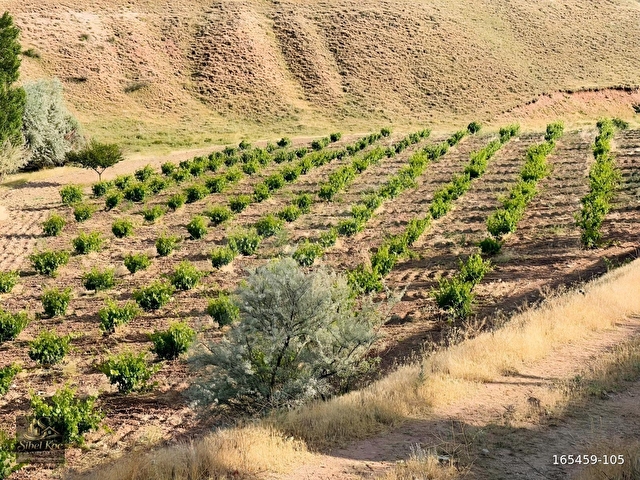 NEVŞEHİR AVANOS GÖYNÜKTE 11,729M²SATILIK BAKIMLI EVLİ BAĞ - Görsel 2
