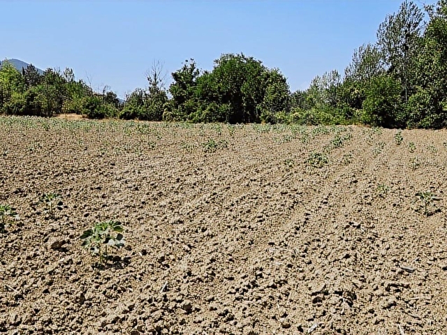 SAKARYA TARAKLI MERKEZ İMARA 200 MT. 15 DÖNÜM BAHÇE VE EV - Görsel 11