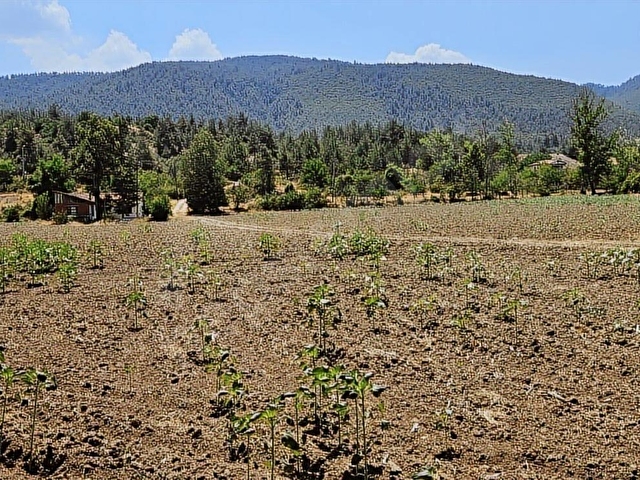 SAKARYA TARAKLI MERKEZ İMARA 200 MT. 15 DÖNÜM BAHÇE VE EV - Görsel 13