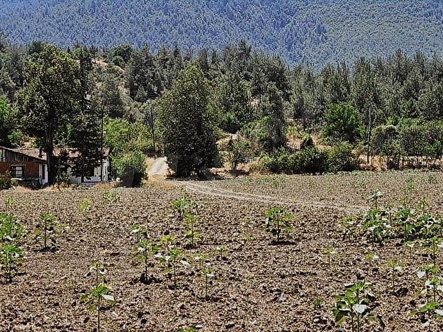 SAKARYA TARAKLI MERKEZ İMARA 200 MT. 15 DÖNÜM BAHÇE VE EV - Görsel 14