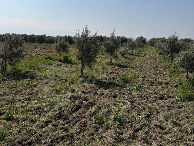 UZUN EMLAKTAN SARUHANLI KOYUNCU KÖYÜNDE SATILIK ZEYTİNLİK - Görsel 2