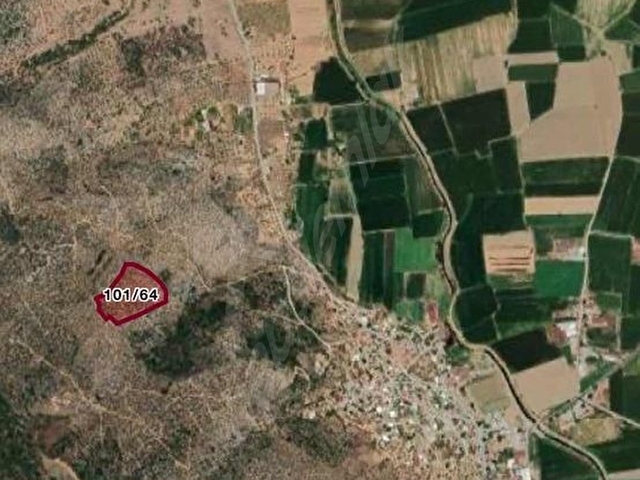 MİLAS OVAKIŞLACIKTA SATILIK 15.960 M2 ZEYTİNLİK - Görsel 3
