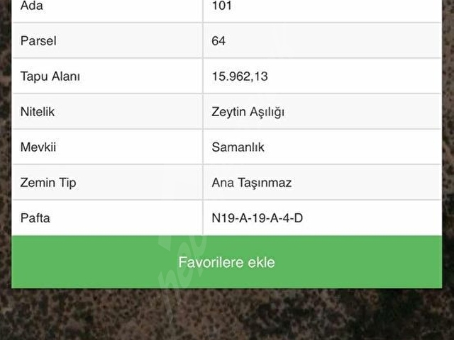 MİLAS OVAKIŞLACIKTA SATILIK 15.960 M2 ZEYTİNLİK - Görsel 2