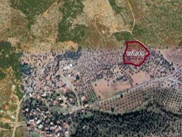 Milas Bozbükte Satılık 7253m² Kupon Zeytinlik - Görsel 2