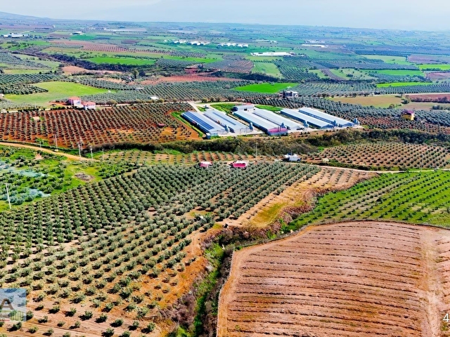 Salihli İğdecikte Satılık 13031 M2 Zeytinlik (Elektrik-Su-Ev) - Görsel 23