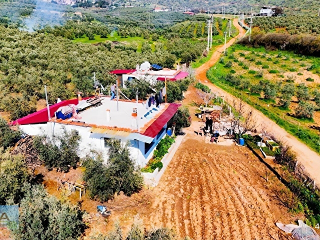 Salihli İğdecikte Satılık 13031 M2 Zeytinlik (Elektrik-Su-Ev) - Görsel 4