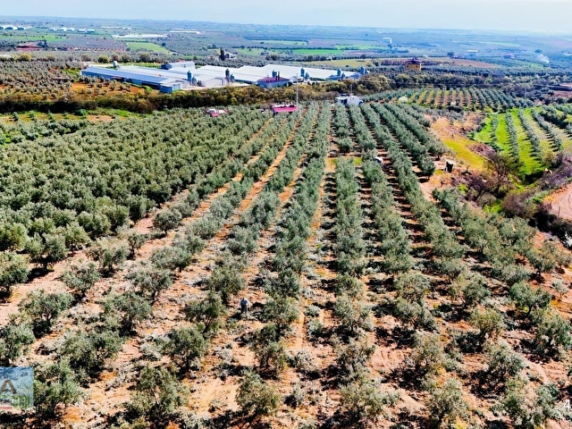 Salihli İğdecikte Satılık 13031 M2 Zeytinlik (Elektrik-Su-Ev) - Görsel 7