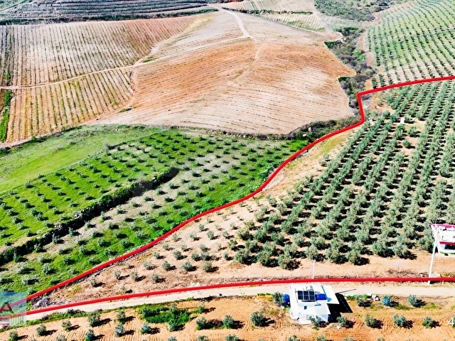 Salihli İğdecikte Satılık 13031 M2 Zeytinlik (Elektrik-Su-Ev) - Görsel 14