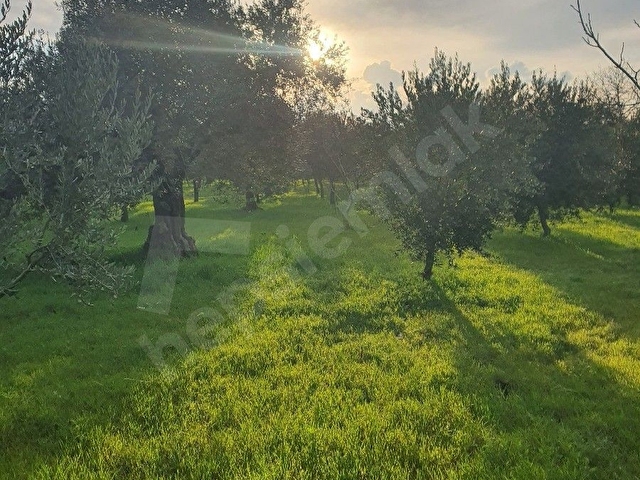 Armutlu ana yola yakın - Görsel 3