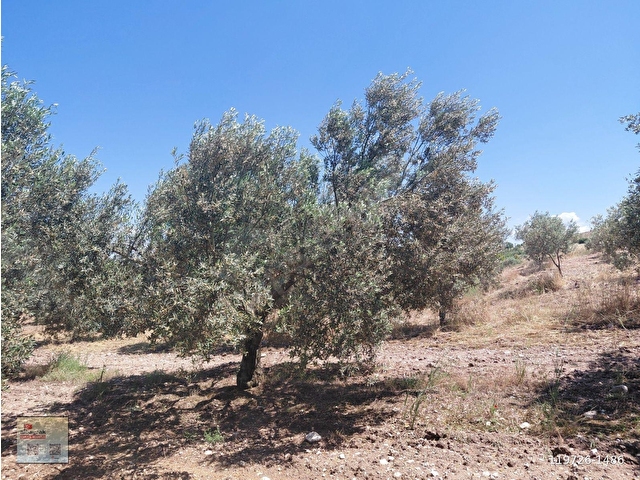 AKHİSA KAPAKLI NATO CİVARI SATILIK 4.000 M2 ZEYTİNLİK 2.650.000 TL