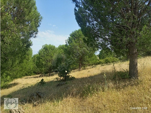 BAYINDIR FURUNLU KÖYÜ, KONUT YAPIMINA UYGUN, TEK TAPU, YOLU OLAN 4.440m2 ARSAMIZ SAT - Görsel 15