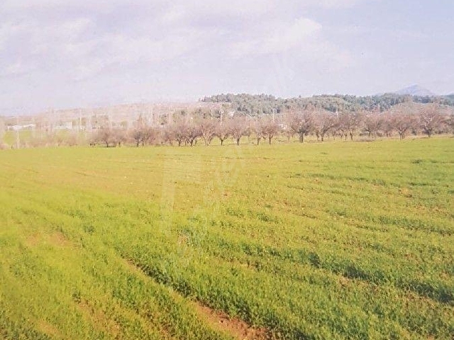 İZMİR BUCA KARAAĞAÇ DA 46.500 m2 TARLA BAĞ BAHÇE
