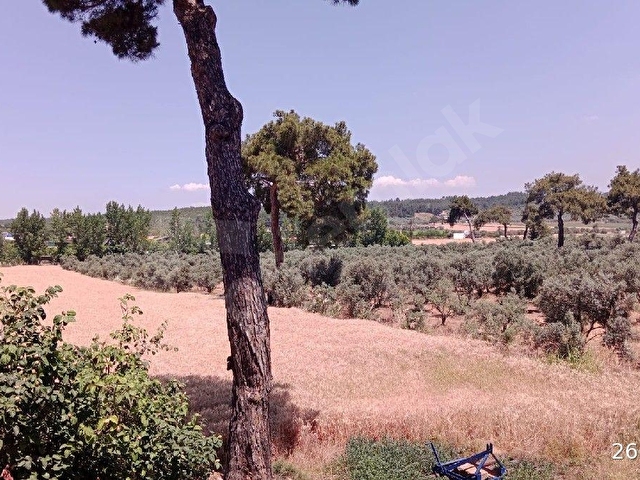 İZMİR BUCA KARAAĞAÇ DA 46.500 m2 TARLA BAĞ BAHÇE - Görsel 6