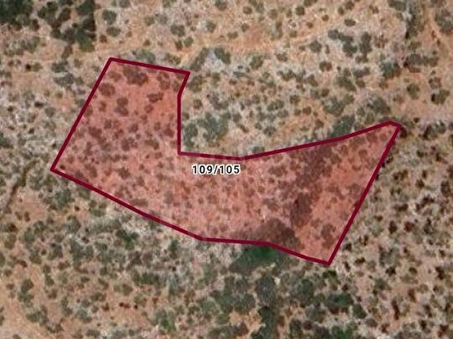 MİLAS AVŞAR MAHALLESİNDE 5300 M2 SATILIK ZEYTİNLİK