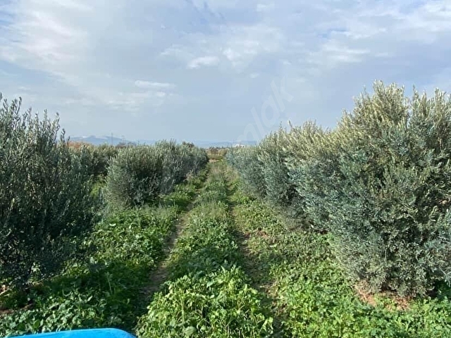 Akhisar Kapaklı Köyü Yatırımlık Satılık 6750 mt2 Zeytinlik - Görsel 5