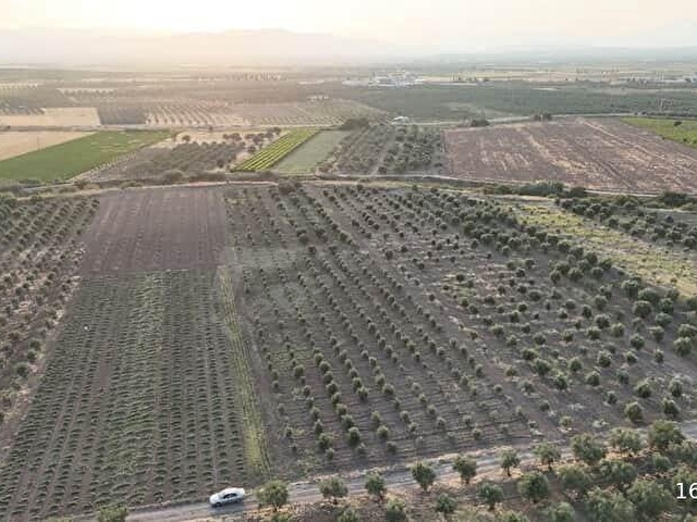 Akhisar Kapaklı Köyü Yatırımlık Satılık 6750 mt2 Zeytinlik - Görsel 9