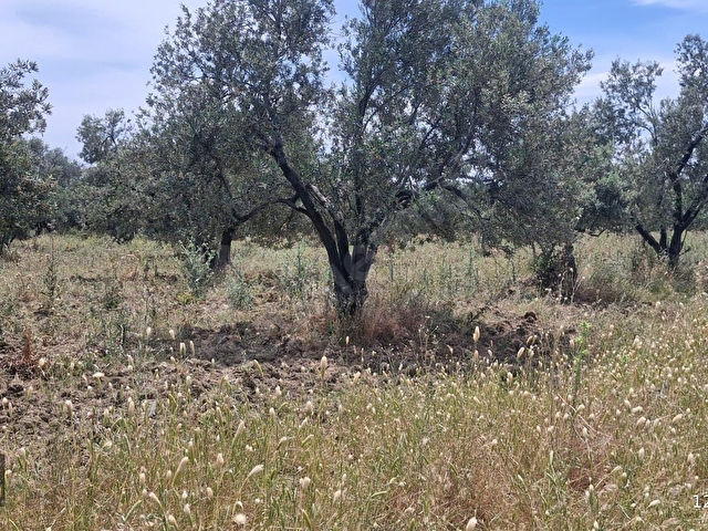 ALTIN EMLAKTAN AYVALIK TÜRKÖZÜ MAH. SATILIK 8504 M2 ZEYTİNLİK - Görsel 20