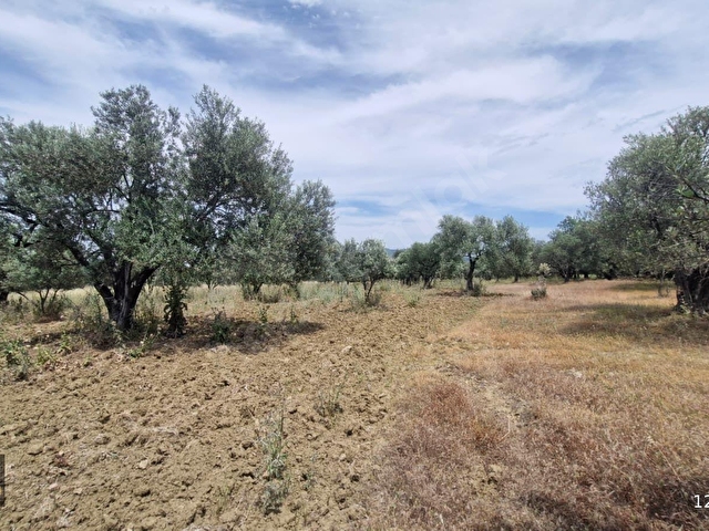 ALTIN EMLAKTAN AYVALIK TÜRKÖZÜ MAH. SATILIK 8504 M2 ZEYTİNLİK - Görsel 27